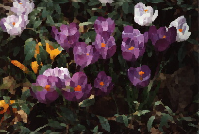Crocusses
